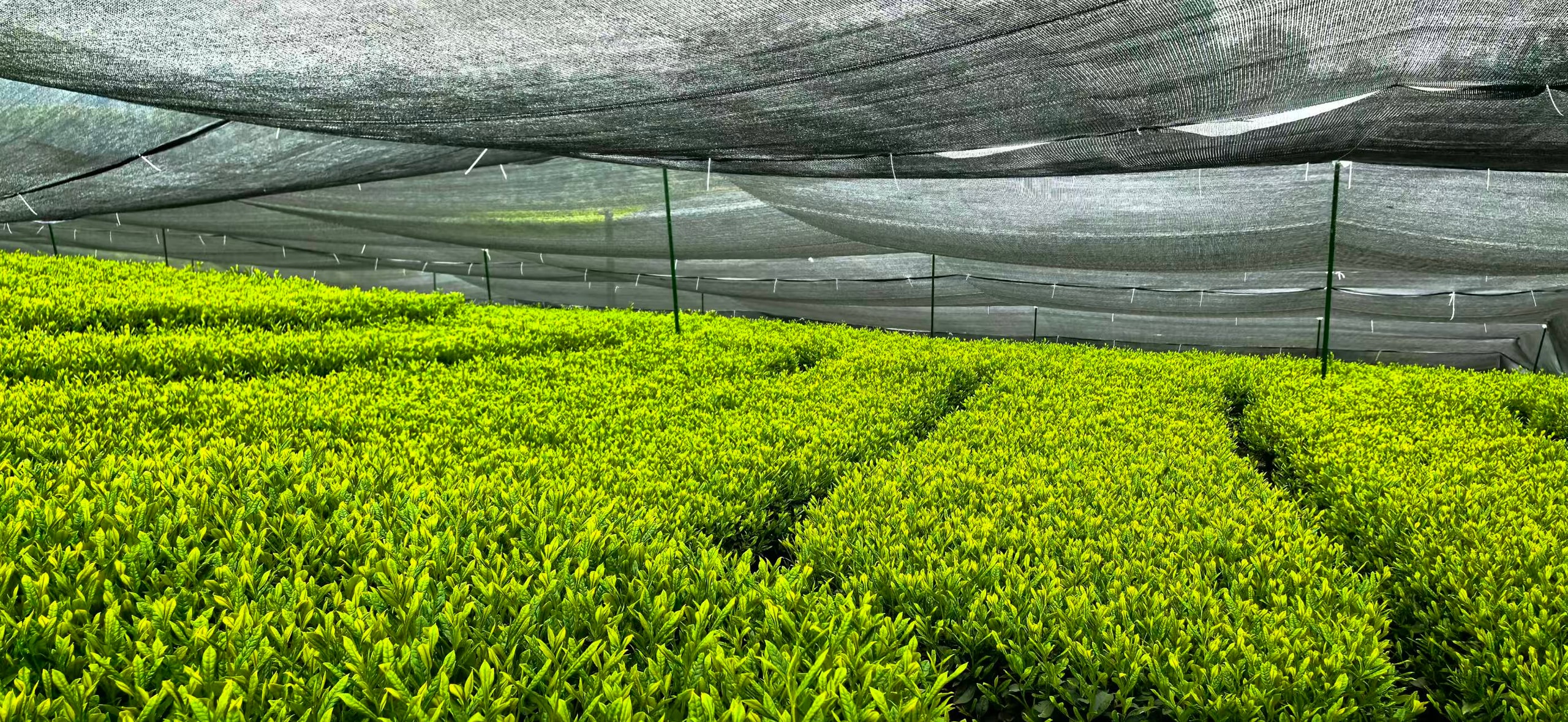 Shade-grown tea bushes under black netting in Guizhou