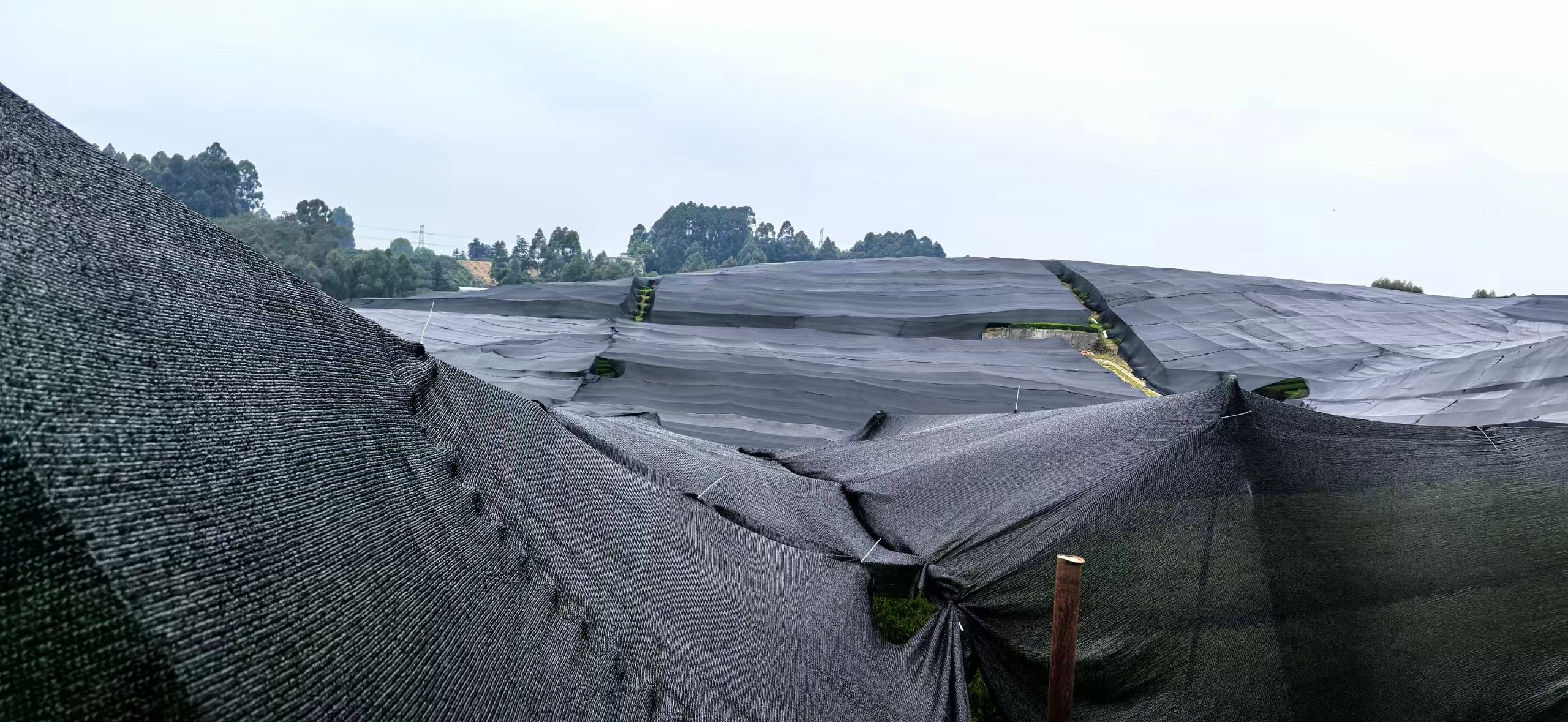 Hillside tea gardens in Guizhou covered in black shade netting
