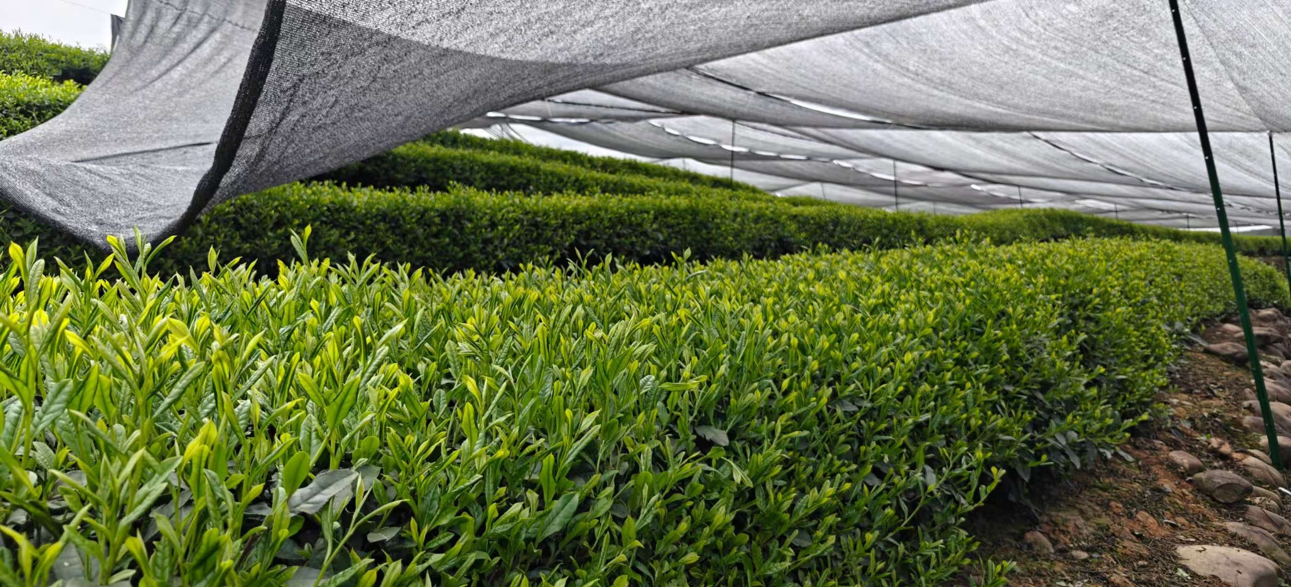 Rows of fresh tea leaves growing under shade cloth in Guizhou